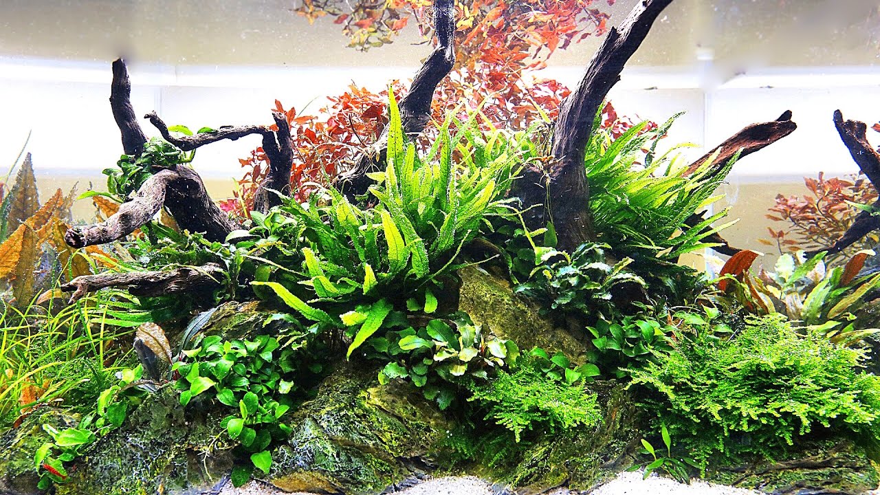 Aquascaper 600 Nature Aquarium - Full maintenance session