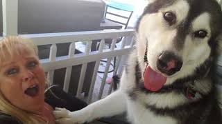 My Malamute Missed Me!!!!