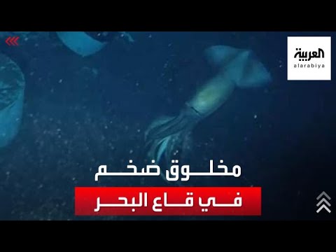 فيديو: هل يتشكل قاع البحر الجديد؟