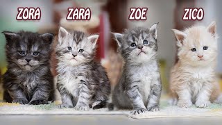 Maine Coon kittens' room | ZZZZ Squad