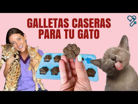 Video: Cómo hacer un pastel para un gato: receta saludable de harina de coco