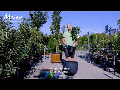 Video: Kleine Gartenpflanzen: Zwerggemüse und Patio-Obstbäume