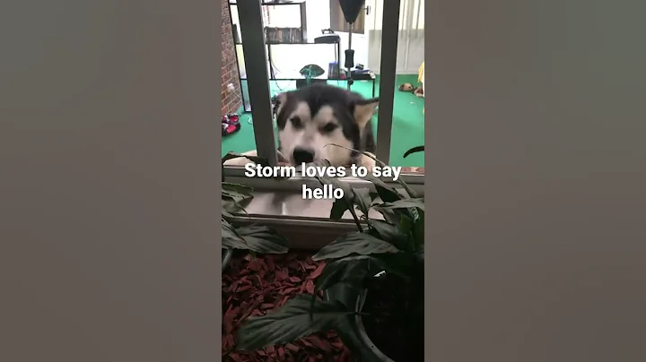Talking Huskie