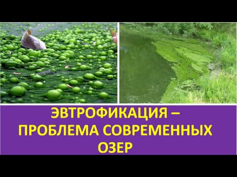 Видео: Разница между эвтрофикацией и биологическим увеличением