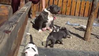 PUPPIES FOR SALE AMERICAN BULLY