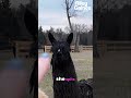 Riley Introduces Her Alpacas #shorts #podcasts