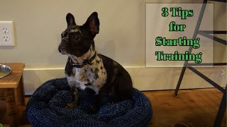 French Bulldog Training Tips [3 Tips When Starting Training with Your Puppy]