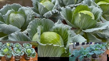 Cách Hay Để Trồng Bắp Cải Tại Nhà, Tự Trồng Bắp Cải Thích Lắm Bạn Ơi