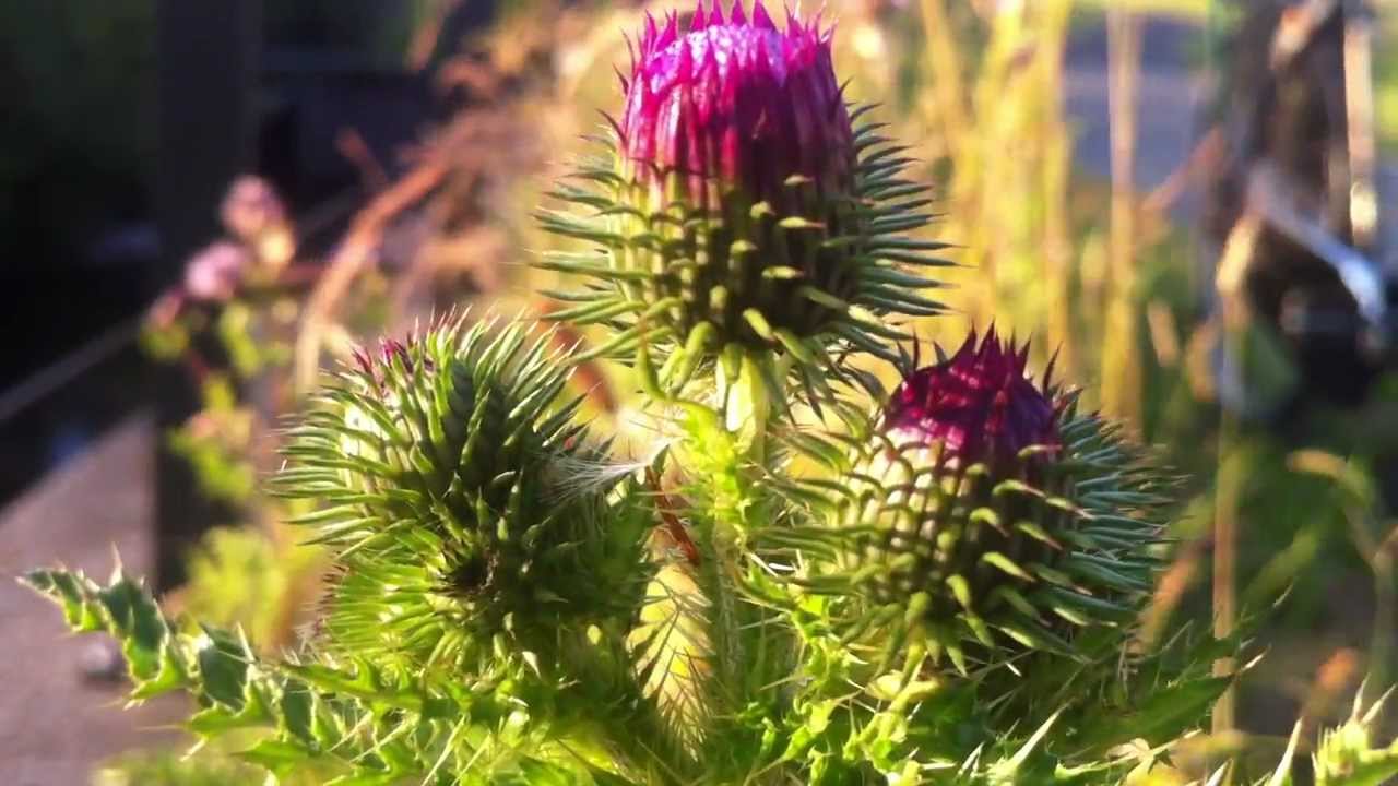 Spiny Plumeless Thistle (Carduus Acanthoides) - 2012-06-25