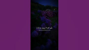إنهم كانوا لا يرجون حساباً | القران الكريم بصوت عبدالرحمن مسعد 🎧 🥹 ❤️‍🩹