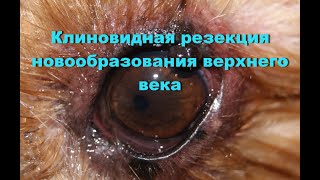 Клиновидная резекция новообразования верхнего века у собаки Клиновидная резекция новообразования верхнего века у собаки