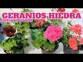 geranios colgantes cultivo