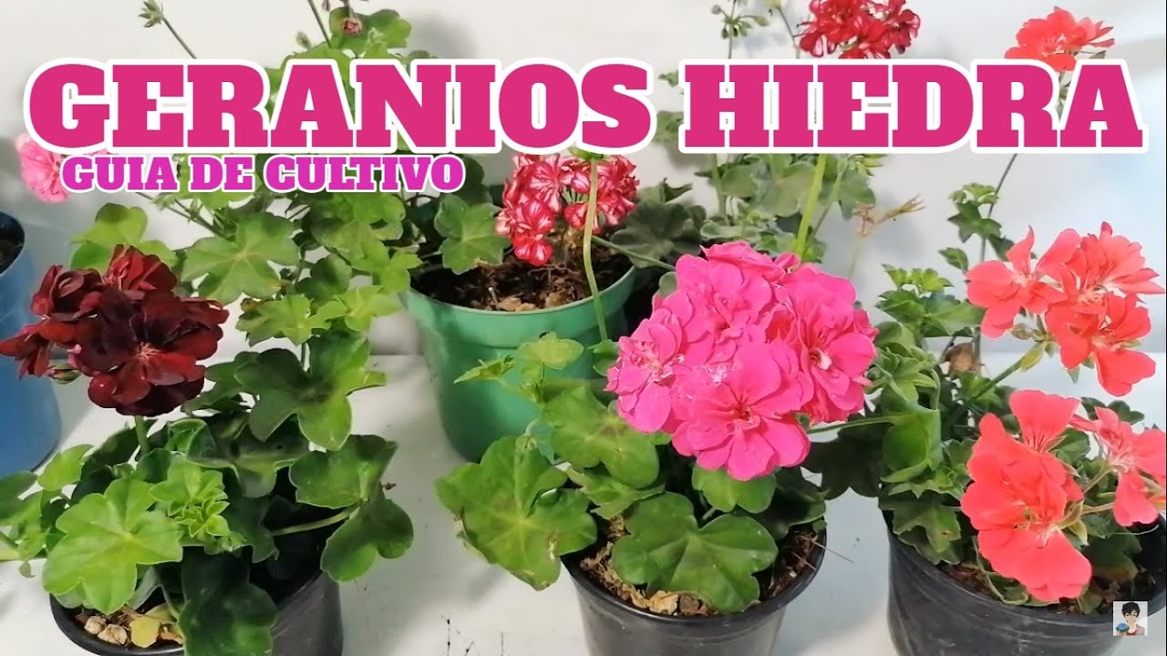 geraniums cultivation YouTube