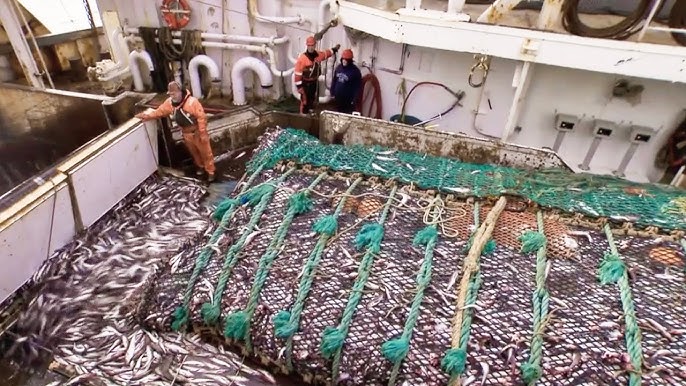 Life On World's Most Advance Prawn Trawler