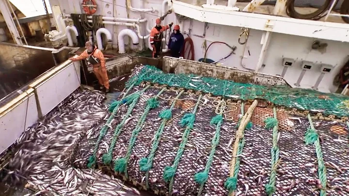 北區飛鷹號：阿拉斯加最大的深海拖網漁船 | 海上魚類加工廠