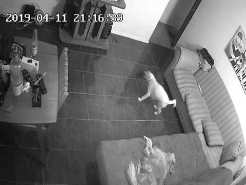 ZOSIcaptures - Doggy have fun when he's alone at home