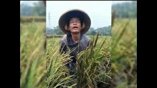 Padi roboh di jogetin aja#sawahpedesaan #feedshortsyoutube