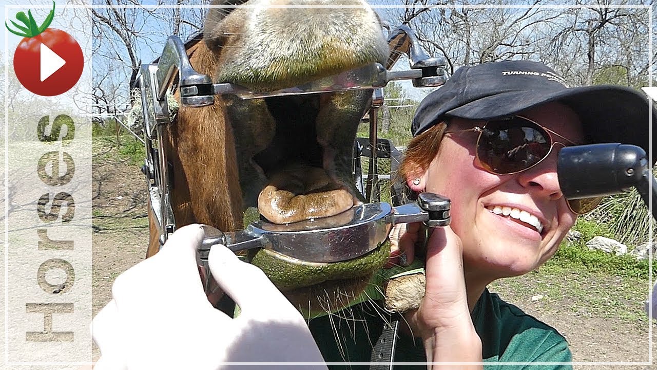 Зубы лошадей – Стоматология и вакцинация лошадей – Визиты к ветеринару для лошадей