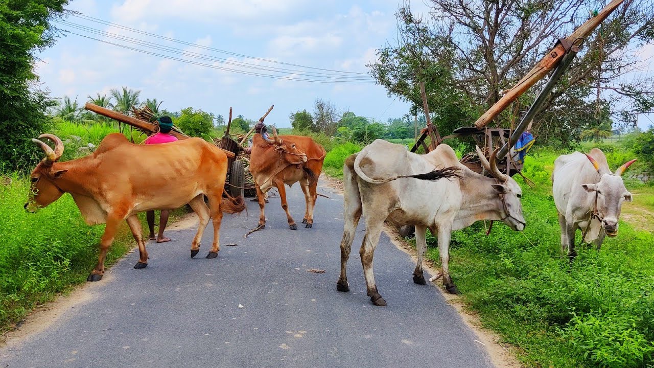 Bullock Cart Heavy Load Sugarcane Ride and unloading