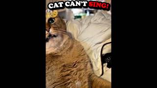 CAT SINGING SONG! 😽