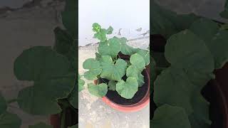 Beautiful Cantaloupe plant growing in container | Home Gardening.