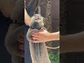 コツメカワウソ カラオケ♪シンガー 歌う カワウソの歌手♫【マクセル アクアパーク品川】たいようくん かわいい鳴き声 #Shorts Otter Karaoke Singer Tokyo Japan