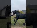 Armăsarii lui Florin! #cai #caigrei #horse #bucovina #animals #horsepower #duet #românia