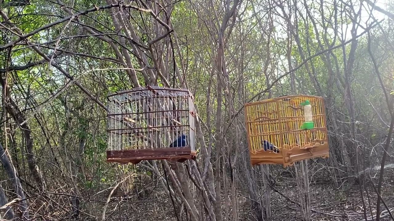 Azulao Shrek dia (17/12/2024)