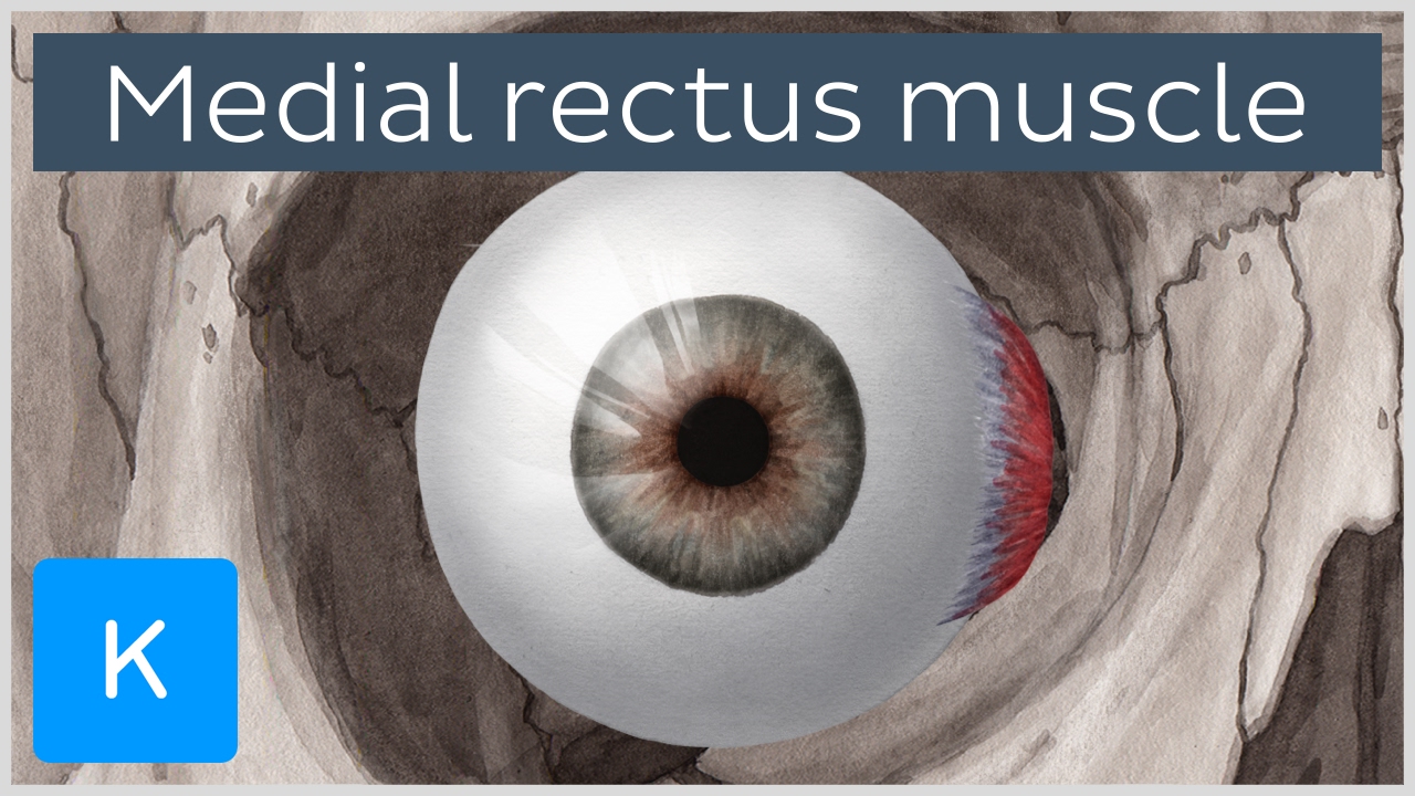 Medial rectus muscle of the eye (musculus rectus medialis bulbi