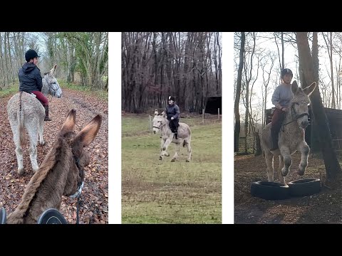 Débourrage de Good, 1 an après : premier galop, première balade...