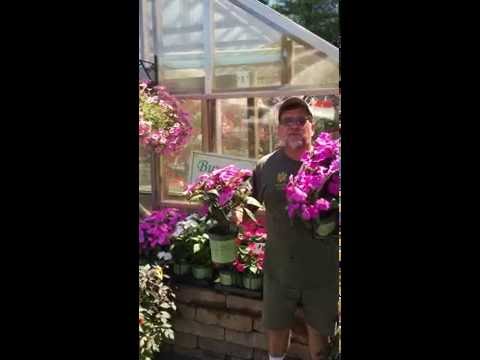 Video: Sunpatiens Բույսերի Խնամք - Աճում Sunpatiens բույսեր այգում
