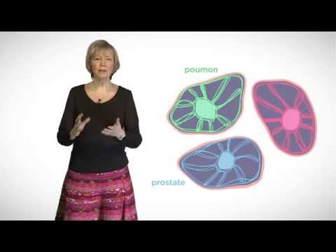 Vidéo: Quelles sont les caractéristiques structurelles et fonctionnelles des centrioles ?