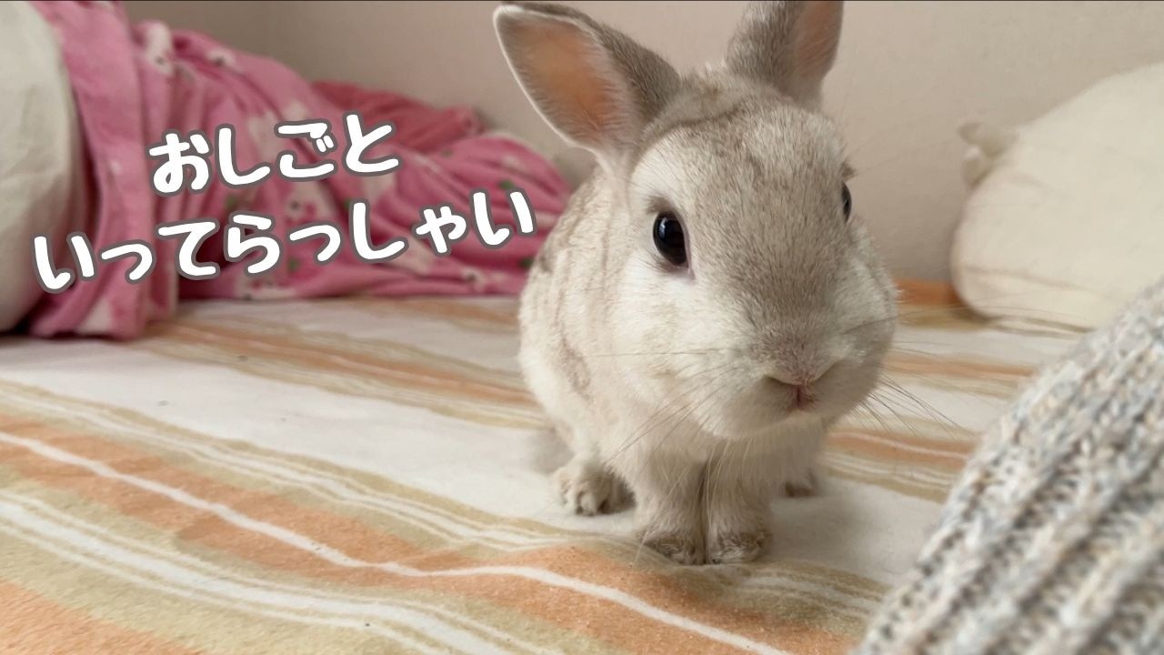 出勤前、うさぎに見送られる朝。