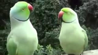 zakochane papugi rozmawiają ze sobą
