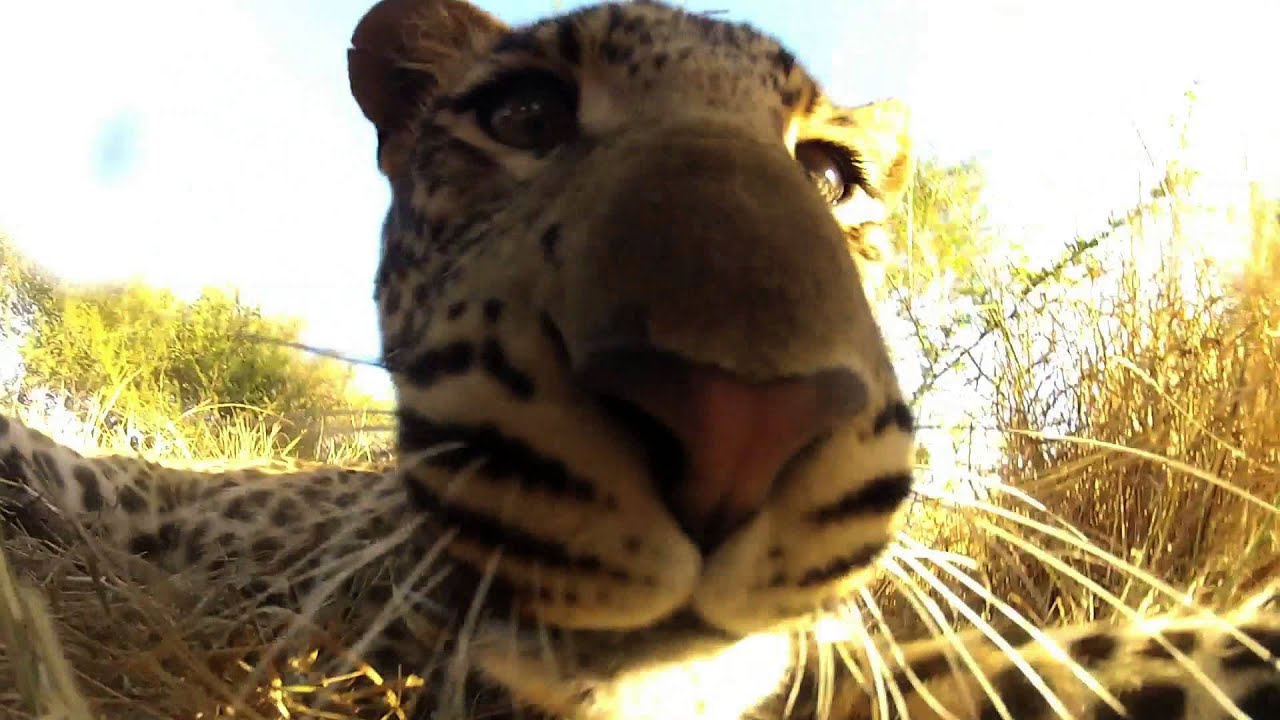 Leopard vs GoPro - YouTube