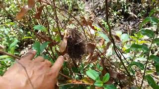 Mencari sarang burung sekalian nyogrok kroto‼