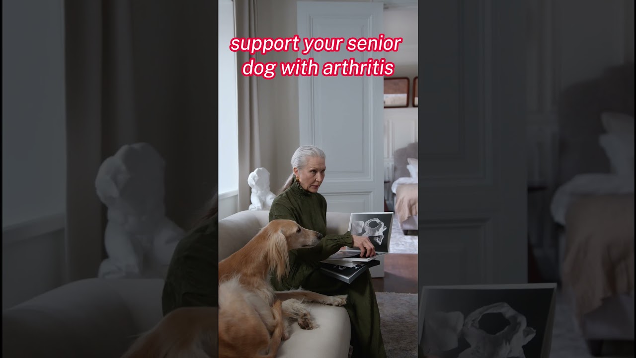 Caring for Your Arthritic Senior Dog: Tips to Improve Their Comfort