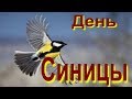 День синички Синичкин день Синица