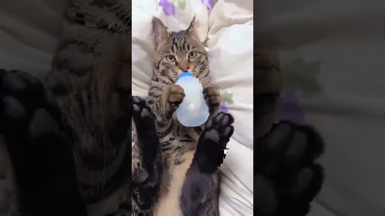 Cat Wants Milk Too P2 Thoc TV