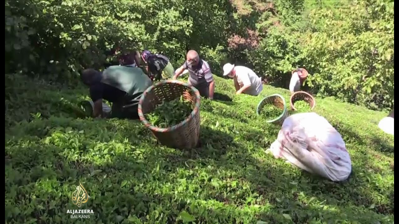 جائحة كورونا تجعل حصاد الشاي التركي صعباً
