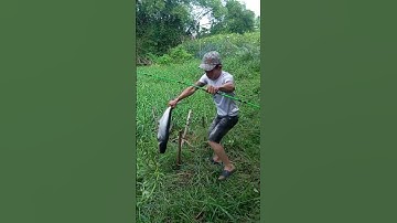 câu cá tra siêu khủng ở hồ nước ngọt