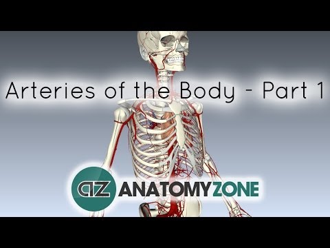 Video: Arteries Of The Body: Picture, Anatomy, Definition & More