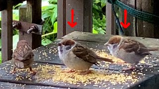 【鳥の餌台】ウチの餌台に毎年出現する、異様に巨大なスズメ達★