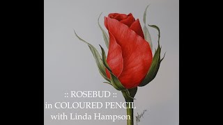Full length tutorial of 'Rosebud' Botanical Coloured Pencil Drawing with Linda Hampson