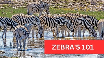 Zebra 101: A Basic Introduction to Zebras