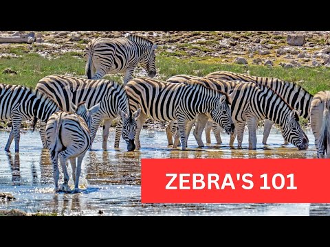 Zebra Behavioral Characteristics