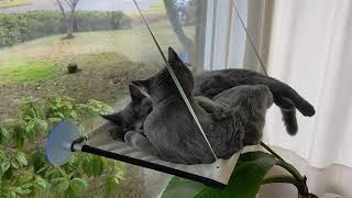 Russian Blue 6 month kittens