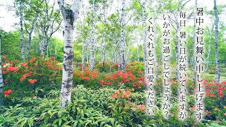 動画で伝えよう！暑中見舞いカード　「日本一美しいとされている白樺群生地」