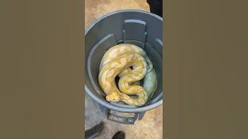 Huge Python Bubble Bath Time 😄 #shorts