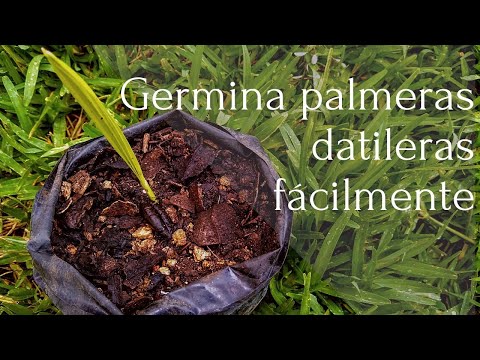 Video: Palmera Datilera En Casa